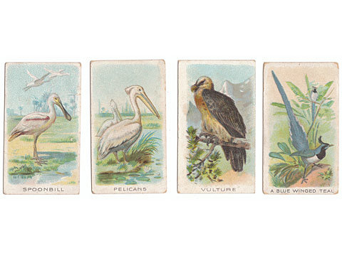 Cigarette Cards